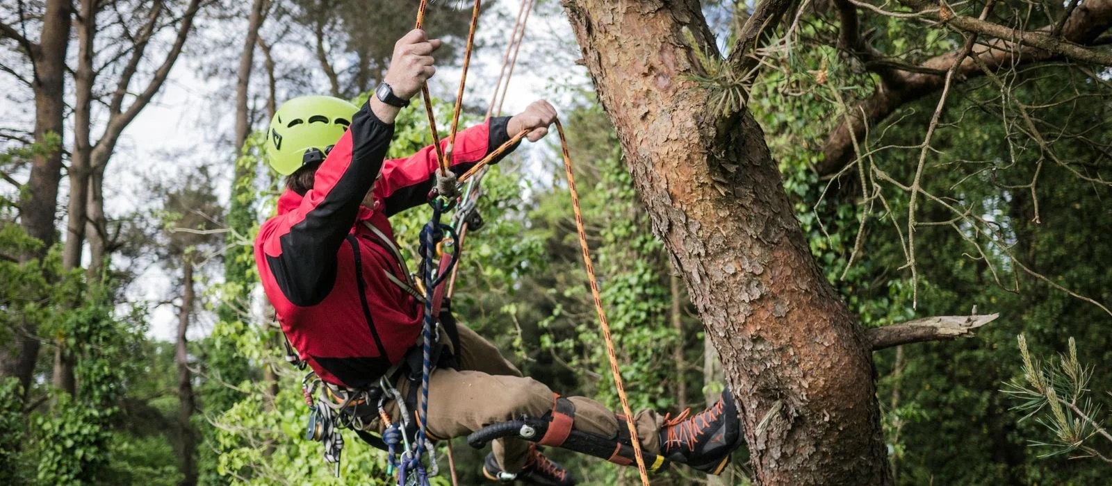Élagueur sur cordes, casque et harnais, en cours de taille dans un arbre