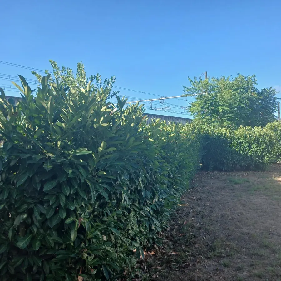La haie avant intervention, épaisse et arrondie sur le dessus