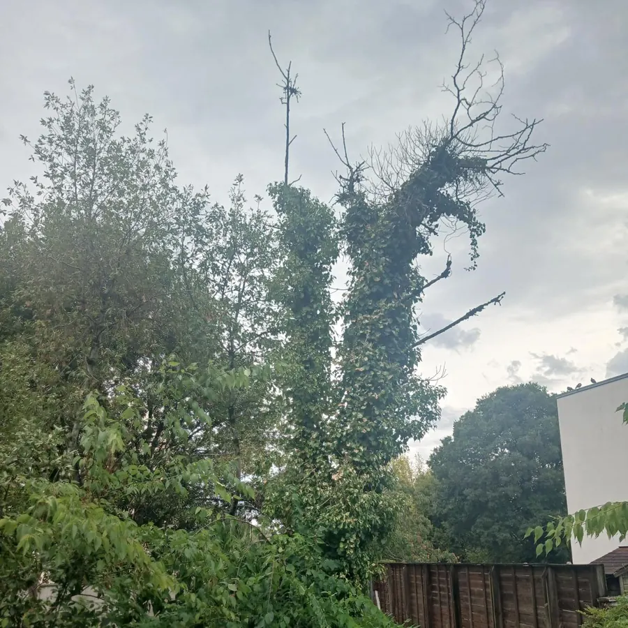 Arbre couvert de lierre en fond de parcelle, le long d'une palissade en bois