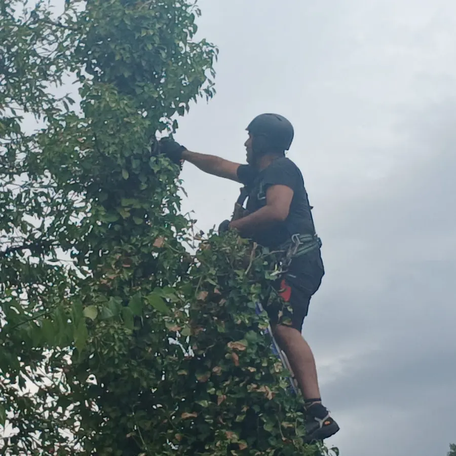 L'élagueur casqué et encordé coupe les branches hautes de cet arbre