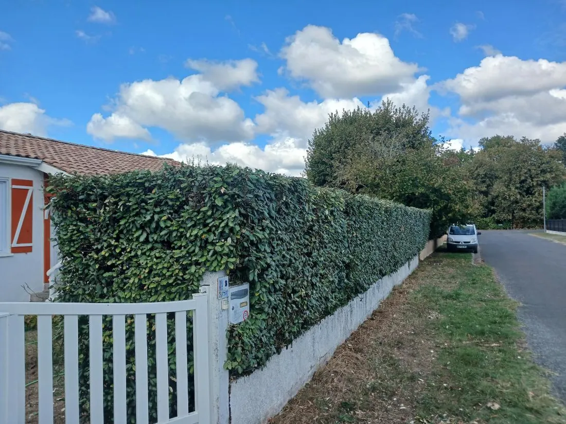 La haie déborde du muret et masque le portail blanc, avant intervention