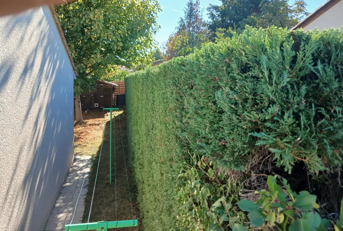 La haie avant la coupe, épaissie et débordant sur l'allée le long du mur