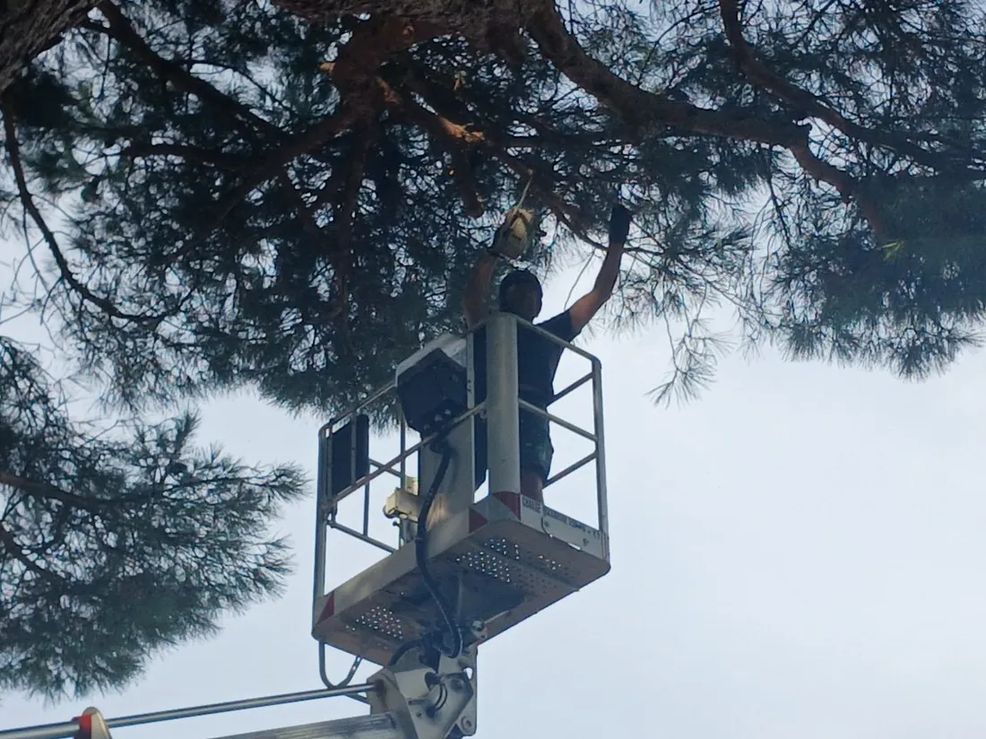 Coupe d'une branche haute depuis le panier de la nacelle
