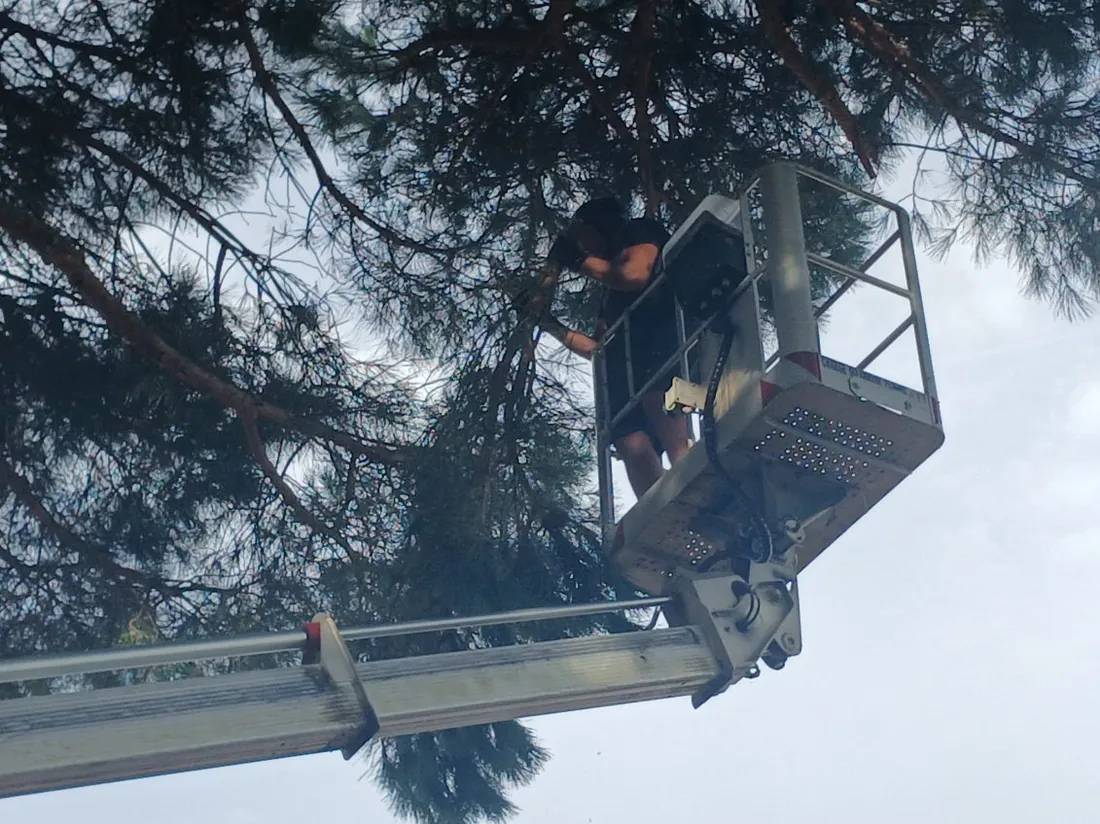 La nacelle déployée dans le houppier, l'opérateur dans le panier