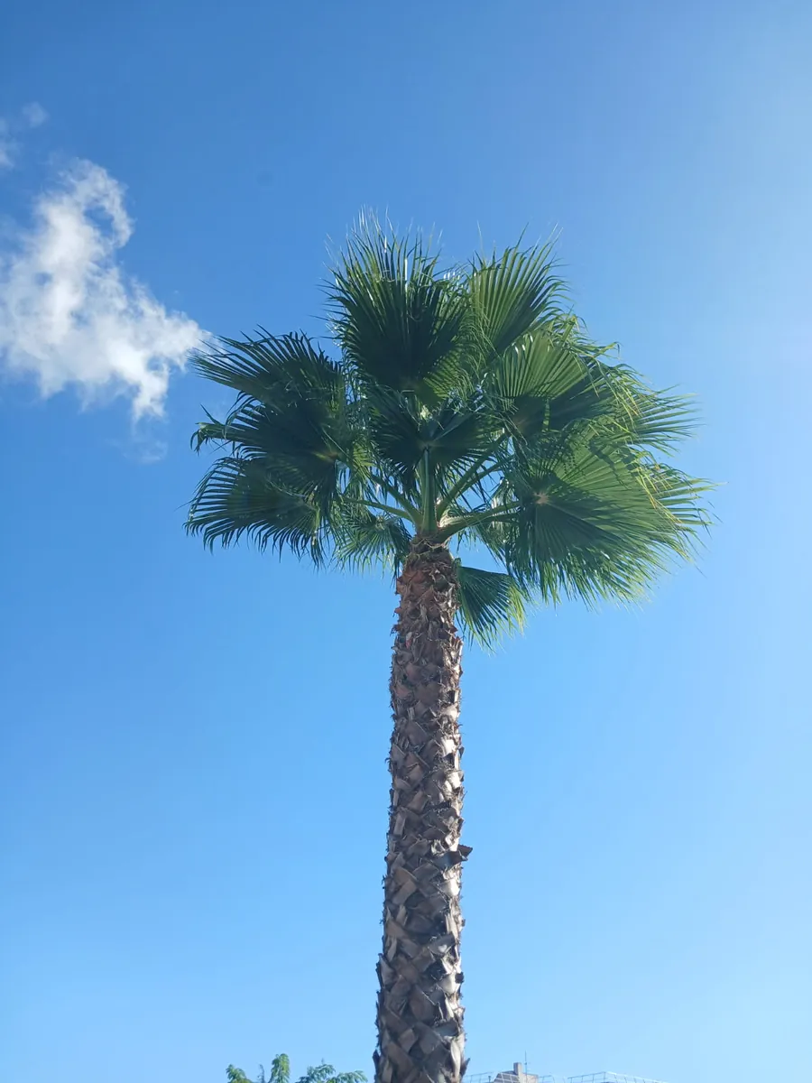 Couronne du palmier après intervention, vue depuis le pied, palmes vertes dégagées