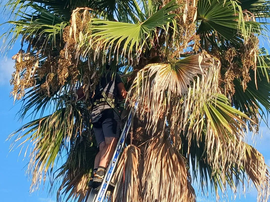 Couronne du palmier avant la coupe, les palmes sèches retombent en manchon sur le stipe