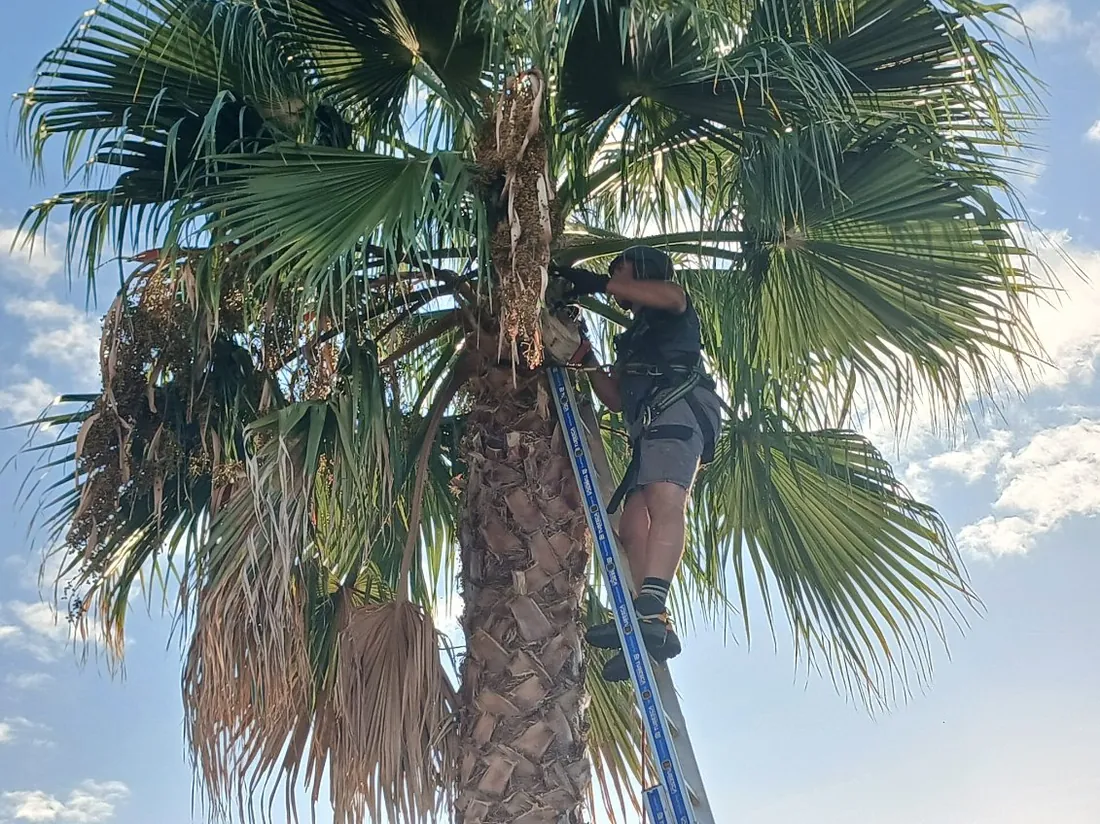 L'élagueur encordé travaille à l'échelle dans la couronne du palmier