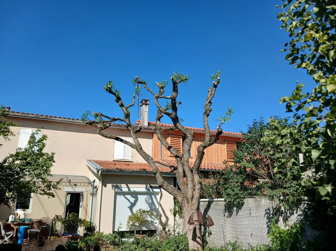 Le même arbre après la coupe, charpentières dégagées et têtes visibles