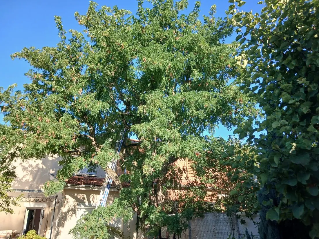 L'arbre avant intervention, le houppier couvre la cour et atteint la toiture