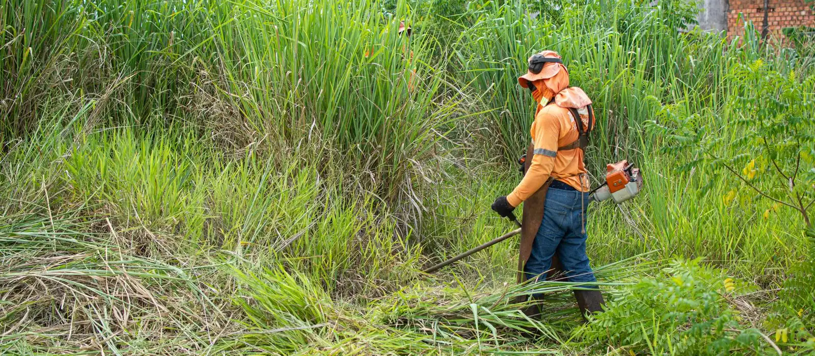 Débroussaillage d'un terrain envahi par les herbes hautes