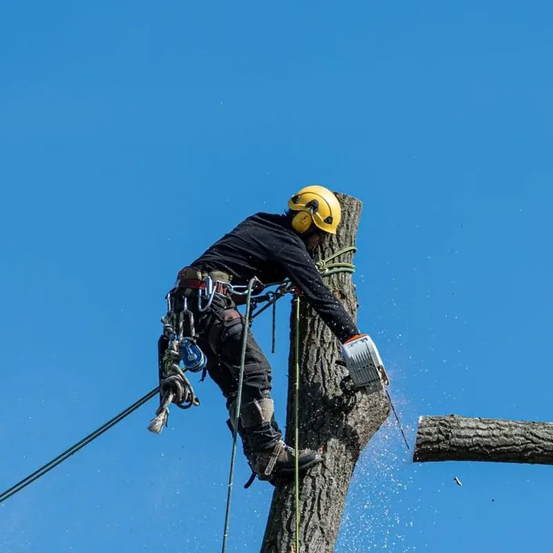 Grimpeur suspendu à sa corde le long d'un tronc, en cours de démontage