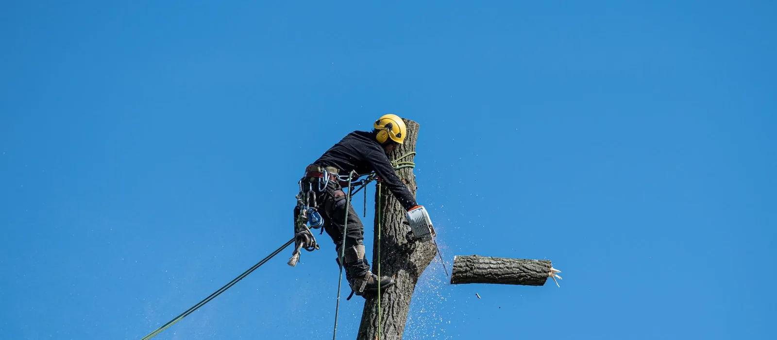 Grimpeur suspendu à sa corde pendant le démontage d'un arbre par sections