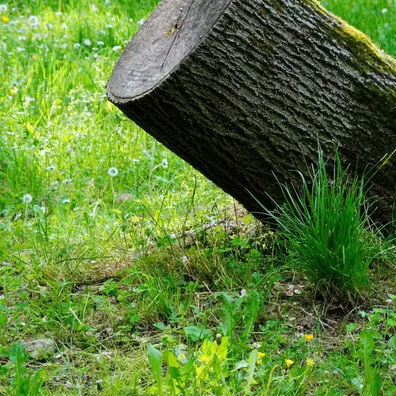 Souche d'arbre restée en place après une coupe, avant rognage