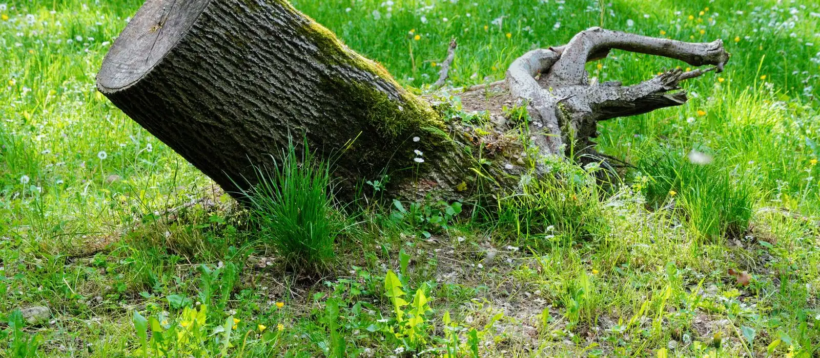 Souche d'arbre restée en place après une coupe, avant rognage