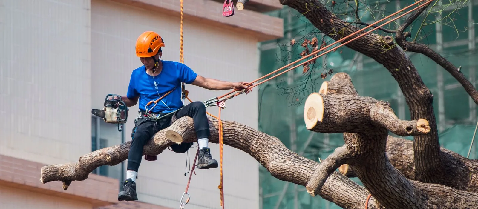 Élagueur grimpeur assuré sur cordes, en cours de taille dans un arbre