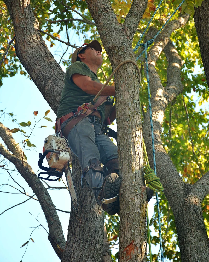Élagueur harnaché en progression dans un arbre, photo d'illustration