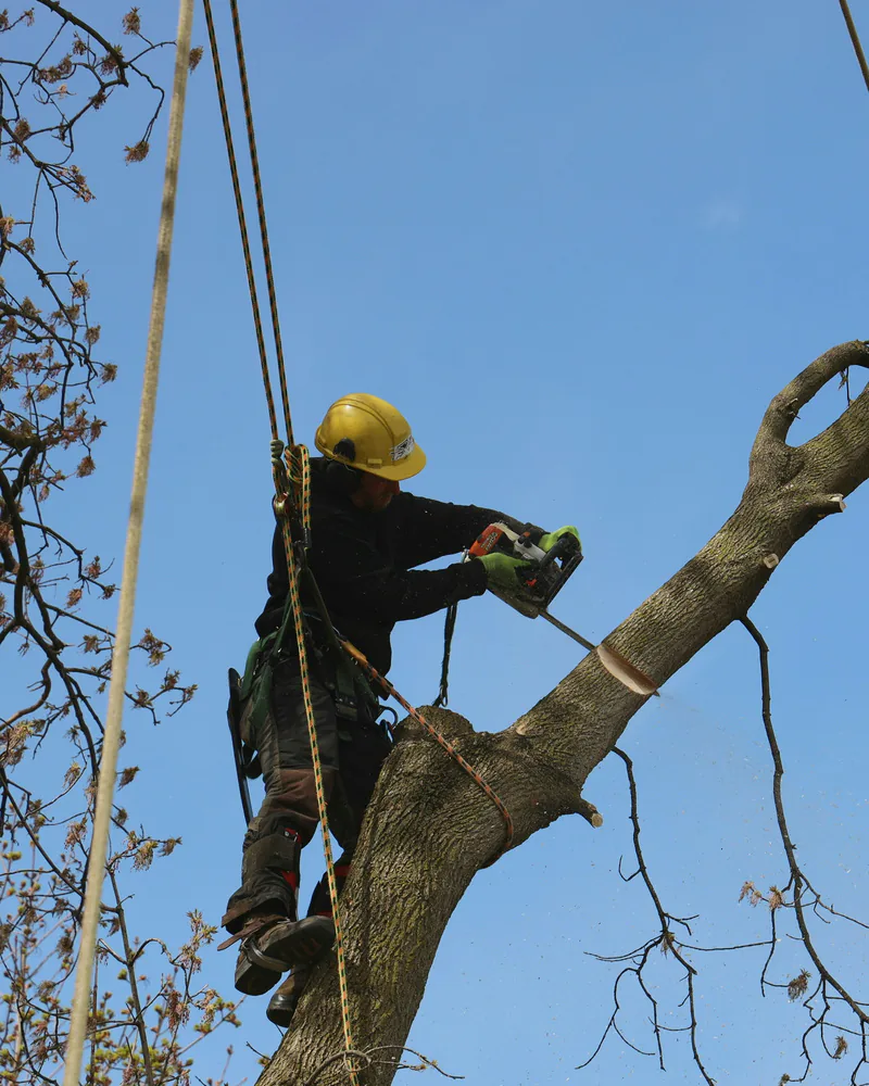 Grimpeur assuré sur cordes, tronçonneuse en main dans un arbre, photo d'illustration