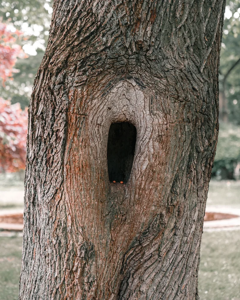 Cavité ouverte dans le tronc d'un arbre, photo d'illustration