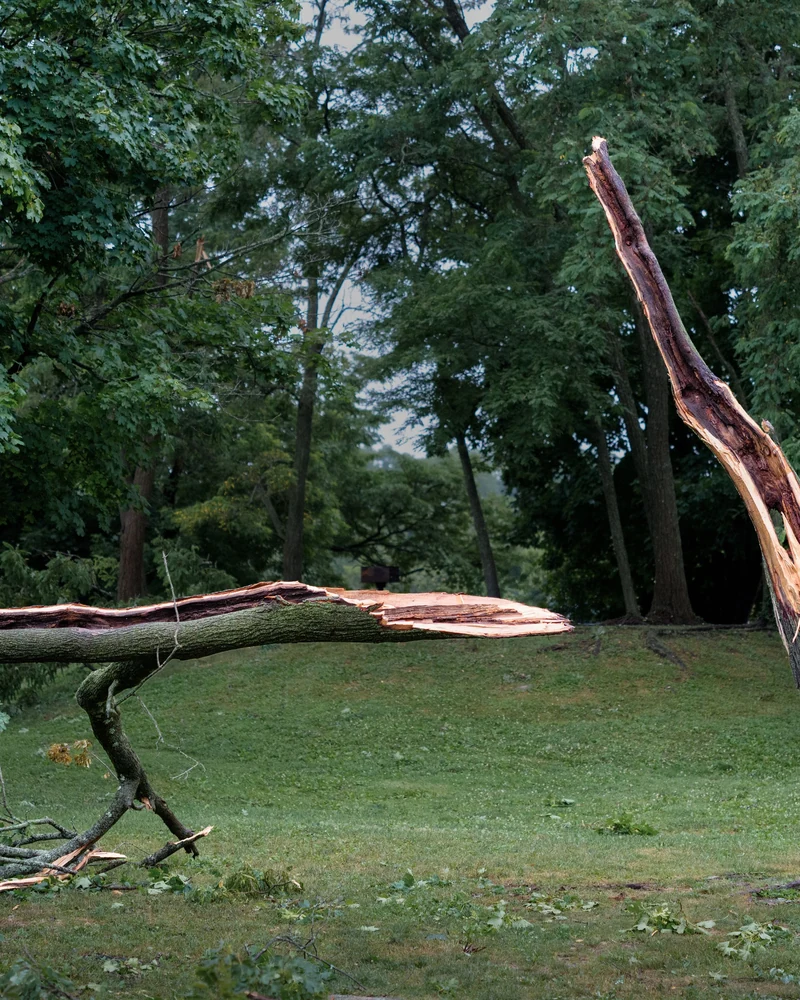 Arbre rompu par le vent, tronc éclaté en deux, photo d'illustration