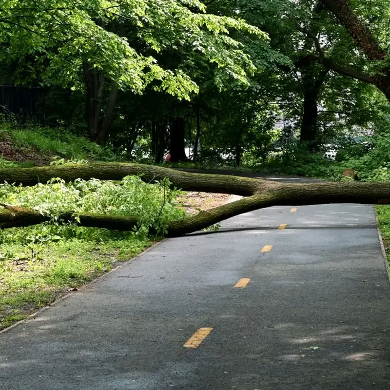 Arbre tombé en travers d'une allée après un coup de vent