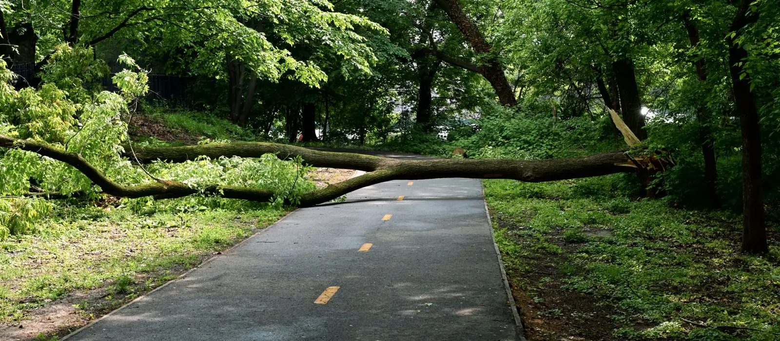 Arbre tombé en travers d'une allée après un coup de vent