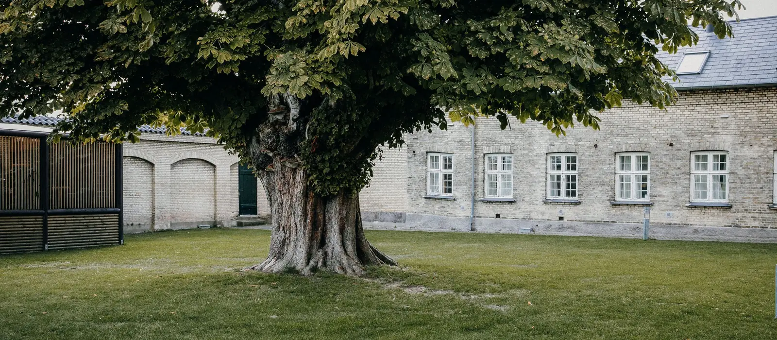 Marronnier isolé dans une cour close par un long bâtiment en brique, photo d'illustration