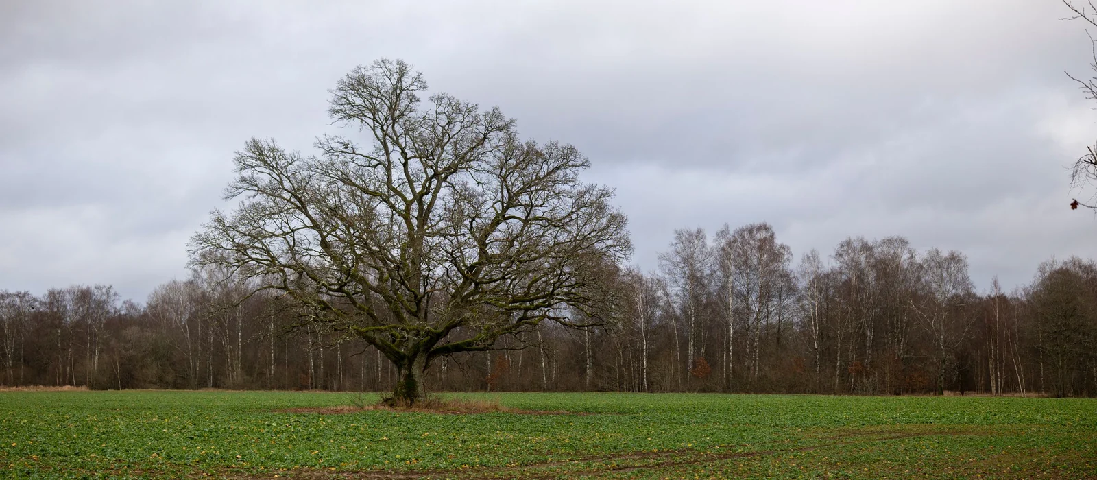 Grand arbre isolé sans feuilles au milieu d'un champ, photo d'illustration