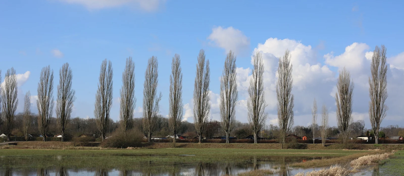 Rangée de peupliers se reflétant dans une prairie inondée, photo d'illustration