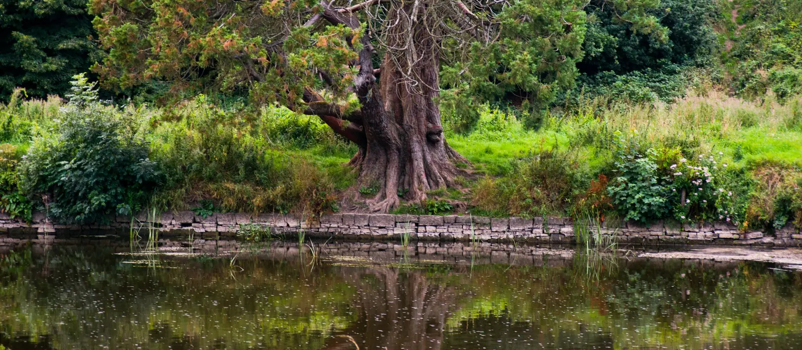 Vieil arbre au bord d'un plan d'eau, végétation de berge, photo d'illustration
