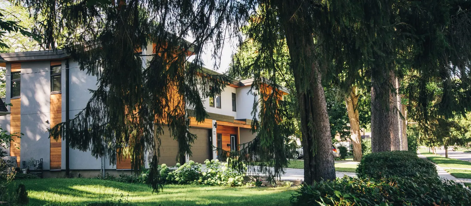 Grands conifères dans le jardin d'une maison, photo d'illustration