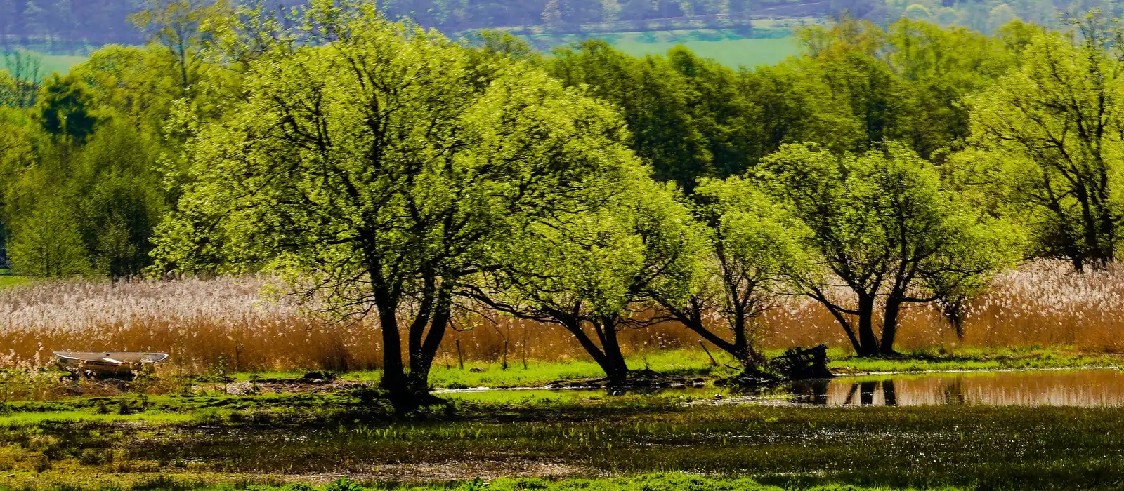 Saules en bordure d'une prairie humide et d'une roselière, photo d'illustration